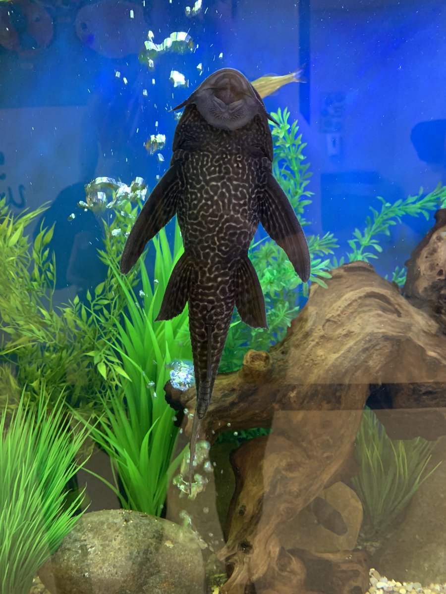 Our new pleco even ❤️ the Art Show! Check it out.