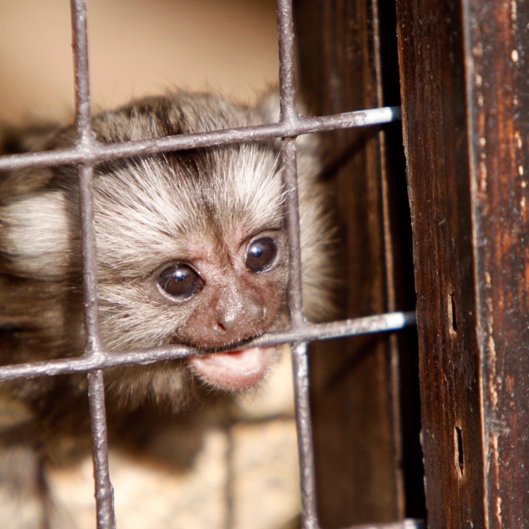AnimalFreeSci's tweet photo. "I was a little female #marmoset known only as W6J.   Fluorescent tracer injections were given to me. I survived nearly 2 years but was killed so they could study my brain. Please remember me!" #HonourMeWithAName #BanPrimateExperiments #AnimalFreeScience https://t.co/P7nO36VOz2 https://t.co/OYRfgrWbFl