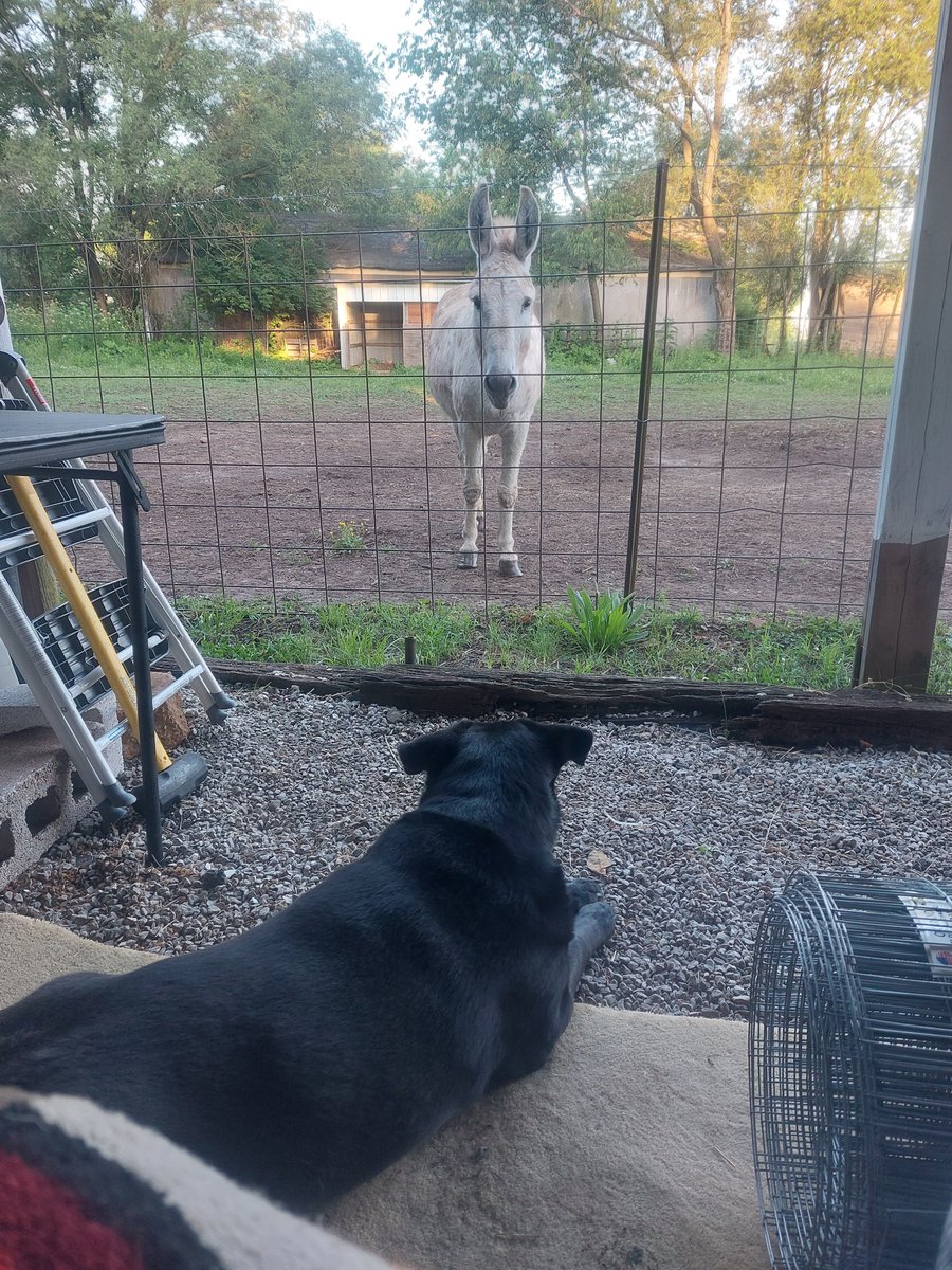 Dolly and Bill are enjoying a beautiful morning in the country!! ❤️

#DieselandBill #RescueAnimals #DieselDollyAndADonkeyNamedBill #BeautifulMorning #Faith #Hope #Love #Peace #Joy #Grateful