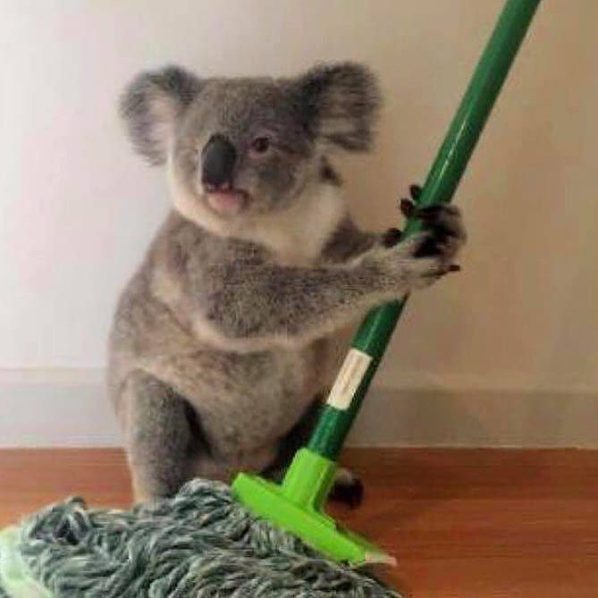 una koala