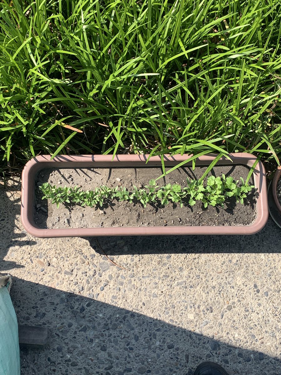 unsonnu's tweet photo. 3ヶ月ごとの定期検診を終え、無事再発なしで1年をすごせた！やったーー！病気との付き合い方がわかってきたのかな？
写真は最近種を蒔いたかわいいパクチー🌿　#多発性硬化症 #イムセラ #パクチー https://t.co/VqhggwE0Bn