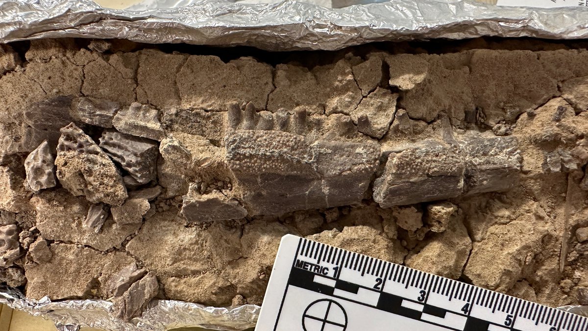Paleo_Tykoski's tweet photo. Found a small jaw labeled #Eryops in the #Permian collections. It has plenty of large teeth along the top of the jaw, but check out the granular patches on the inner surface. Maybe to help hold slippery prey? Archer Co., TX. #FossilFriday #paleontology #fossils @PerotMuseum https://t.co/Epr8rg3Bat