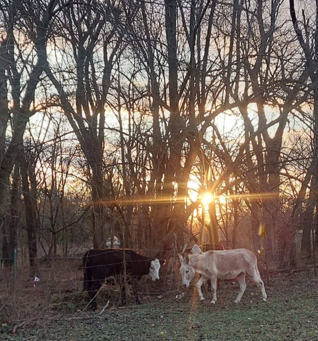 DieselAndBill's tweet photo. Bill and Dolly hanging out with the neighbor cows. 🐄

#DollyAndBill #CountryLife #Donkey #BlackLabradorRetriever #BlindDog #SpecialNeeds #RescueAnimals #Faith #Hope #Love #Peace #Joy #Cows #NeighborCows #Grateful https://t.co/hu6uUjq0HL