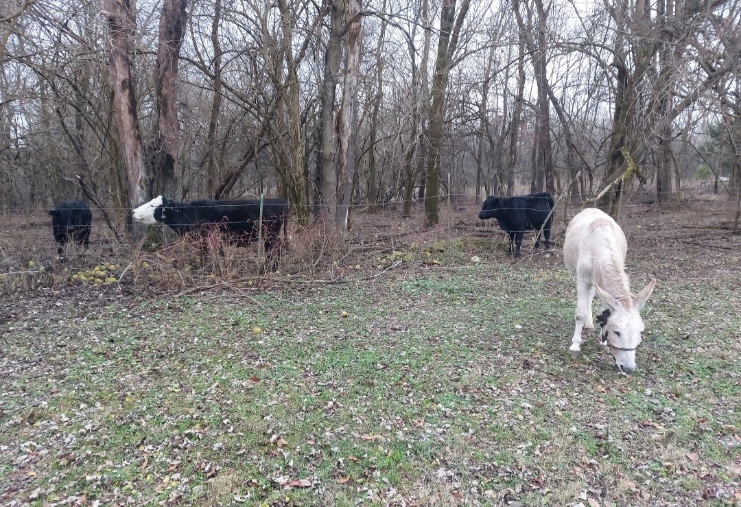 Bill and Dolly hanging out with the neighbor cows. 🐄

#DollyAndBill #CountryLife #Donkey #BlackLabradorRetriever #BlindDog #SpecialNeeds #RescueAnimals #Faith #Hope #Love #Peace #Joy #Cows #NeighborCows #Grateful