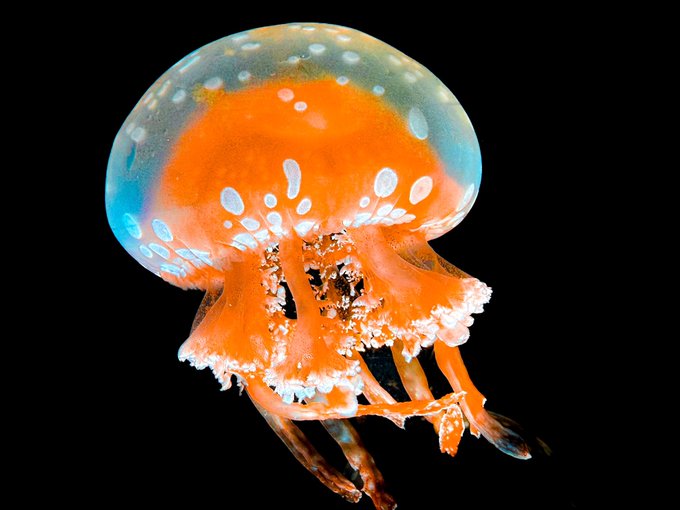 「bubble jellyfish」 illustration images(Latest)
