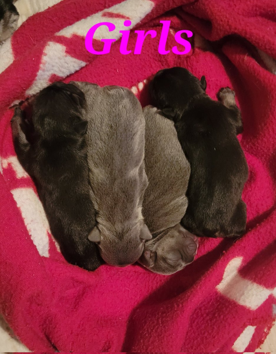 FurpectFrenchie's tweet photo. Cookie and Reno would like to show everyone their precious little nuggets😍🐾❤️
More pictures coming very soon. 
#furpectfrenchies https://t.co/XH4KNmoUk4