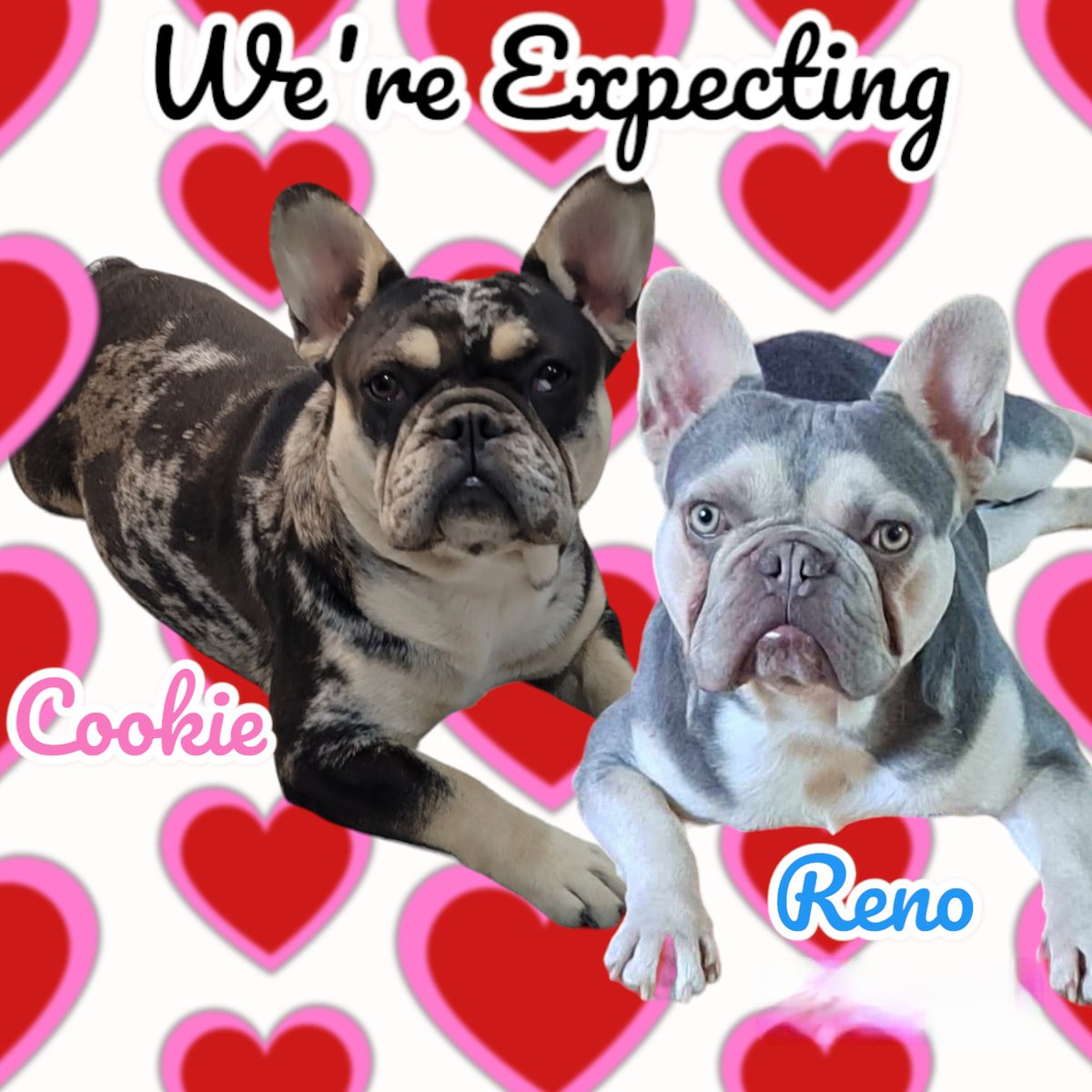 FurpectFrenchie's tweet photo. Cookie and Reno would like to show everyone their precious little nuggets😍🐾❤️
More pictures coming very soon. 
#furpectfrenchies https://t.co/XH4KNmoUk4