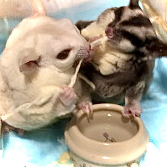 KRR6KRR's tweet photo. おやつの取り合い
2本あげてもこうなる  ꉂ꒰笑꒱

#モモンガ #フクロモモンガ
#可愛い https://t.co/bfOg5D70O5