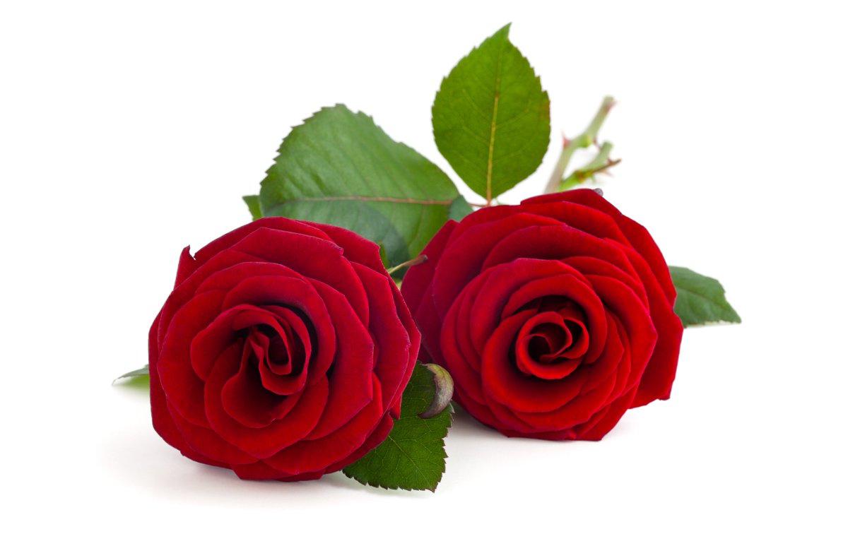 martinejmoise's tweet photo. Konpatriyòt mwen yo,  patizan, senpatizan, kanmarad de konba, zanmi ak Fanmi mwen yo, li enpòtan poum remèsye nou pou Lanmou, ak tout bon bagay nou swetem pou jounen fèt mwen an.

Mwen vle di nou ke jès sa yo, ki montrem afeksyon nou gen pou mwen,  te fè jounen sa a pi espesyal.  Sa te pèmet mwen konprann ke fòm toujou kanpe djanm bò kote nou poun kontinye batay nan defann prensip ak valè ki ka chanje peyi nou, Ayiti.