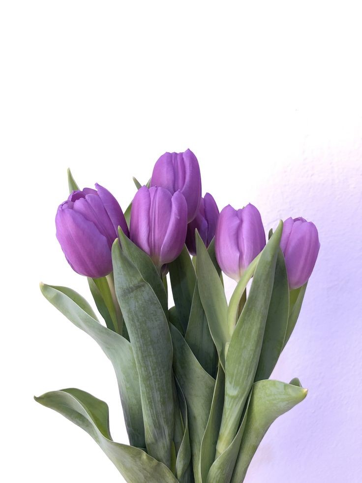 tulips.