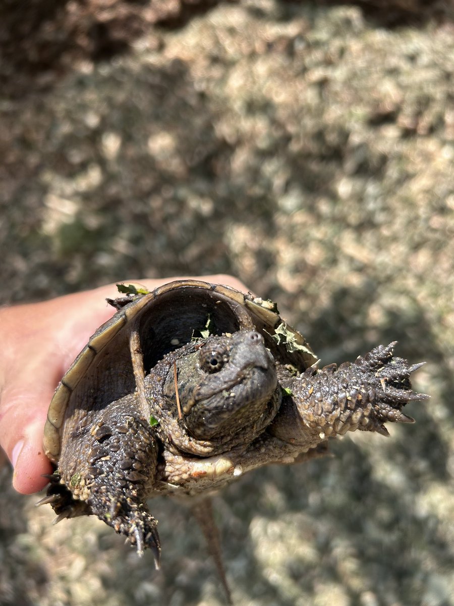 Found this snappy little fella at work today🐢