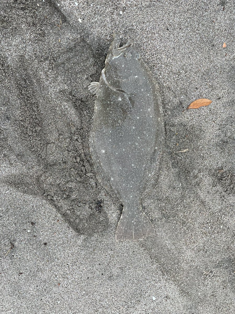 VM4_GTS8000's tweet photo. 初めてヒラメサイズ釣れた！
めっちゃ嬉しくて泣きそうになった😭 #BeachWalker https://t.co/2IETbb17Fo
