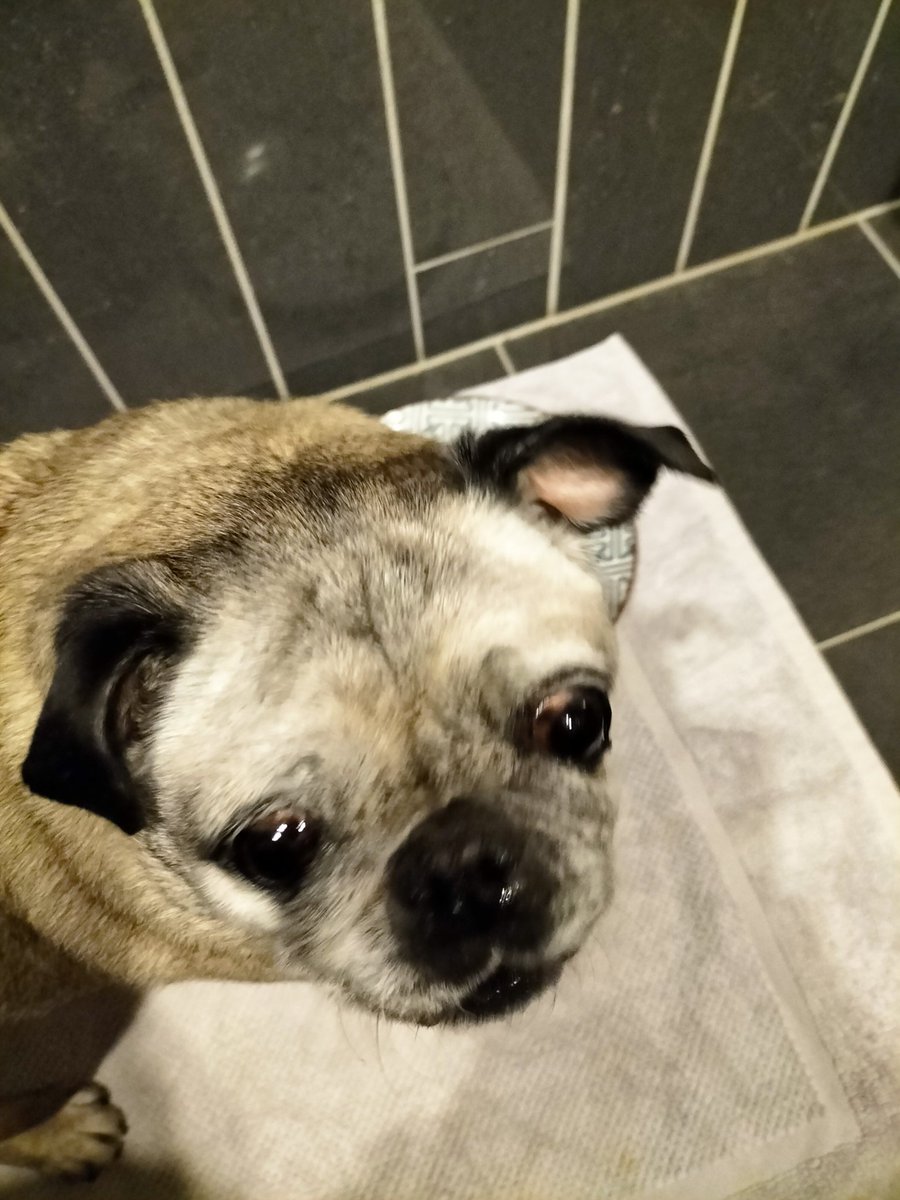Pug_Chloe's tweet photo. Mum says she's fed up with the unnecessary ways of #x #twitter #whateveritscalled
She opens the app, she's about to tap ❤️, the post quickly disappears and automatically scrolls to other posts!! So annoying she says 🤬😤😡 honestly enough with the acrobats X. https://t.co/euA7ii9O4V