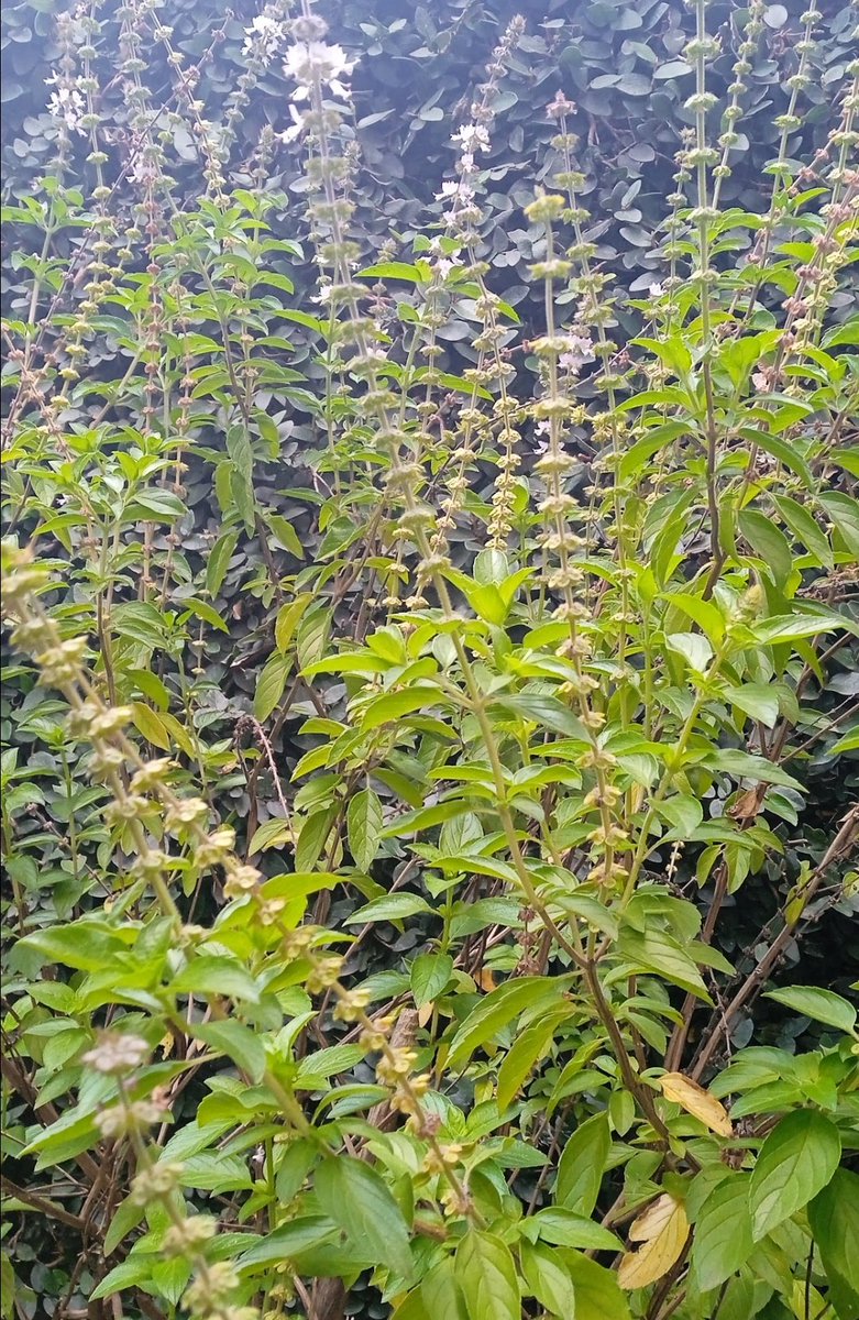 Mariferojazos's tweet image. Mi albahaca ya se desparrama. #PestoTime
Albahaca, piñones, ajo, olivo, ajo, sal y pimienta. Best dip ever.