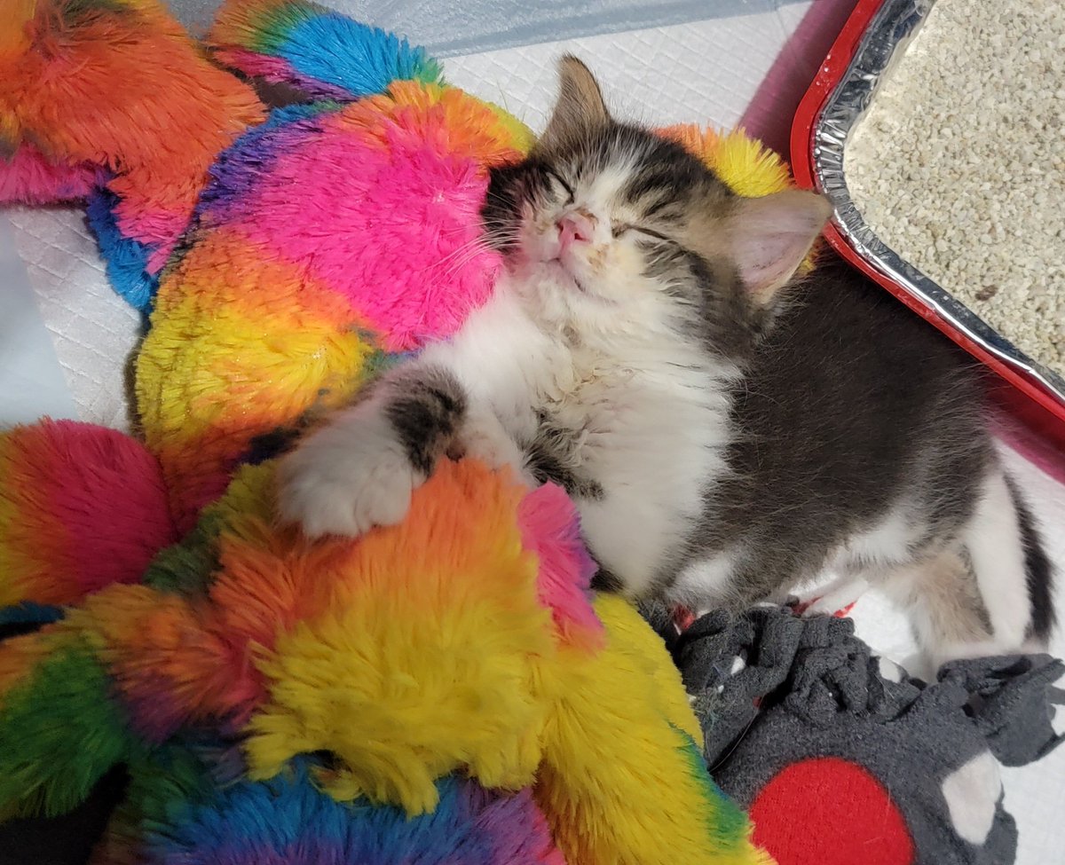 photocatkate's tweet photo. Somebody got very sleepy very quickly about a half hour ago. Oh to be a kitten! #strawberrythekitten #foreverfortunatefelines https://t.co/3xqgBPSVOf