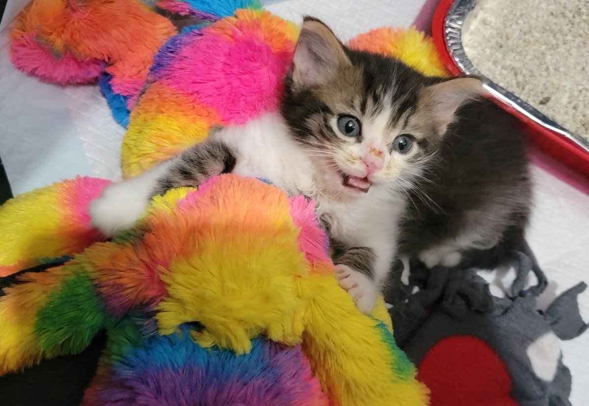 photocatkate's tweet photo. Somebody got very sleepy very quickly about a half hour ago. Oh to be a kitten! #strawberrythekitten #foreverfortunatefelines https://t.co/3xqgBPSVOf