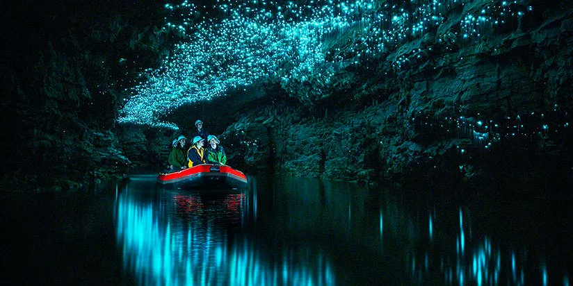 PassportLifeGO's tweet photo. Waitomo Glowworm Caves, New Zealand: Embark on a  boat ride through a wonderland illuminated by millions of tiny glowworms. These bioluminescent creatures twinkle like stars, creating an otherworldly spectacle. Discover a hidden world beneath New Zealand. 🇳🇿 https://t.co/z9UvQgVKjB
