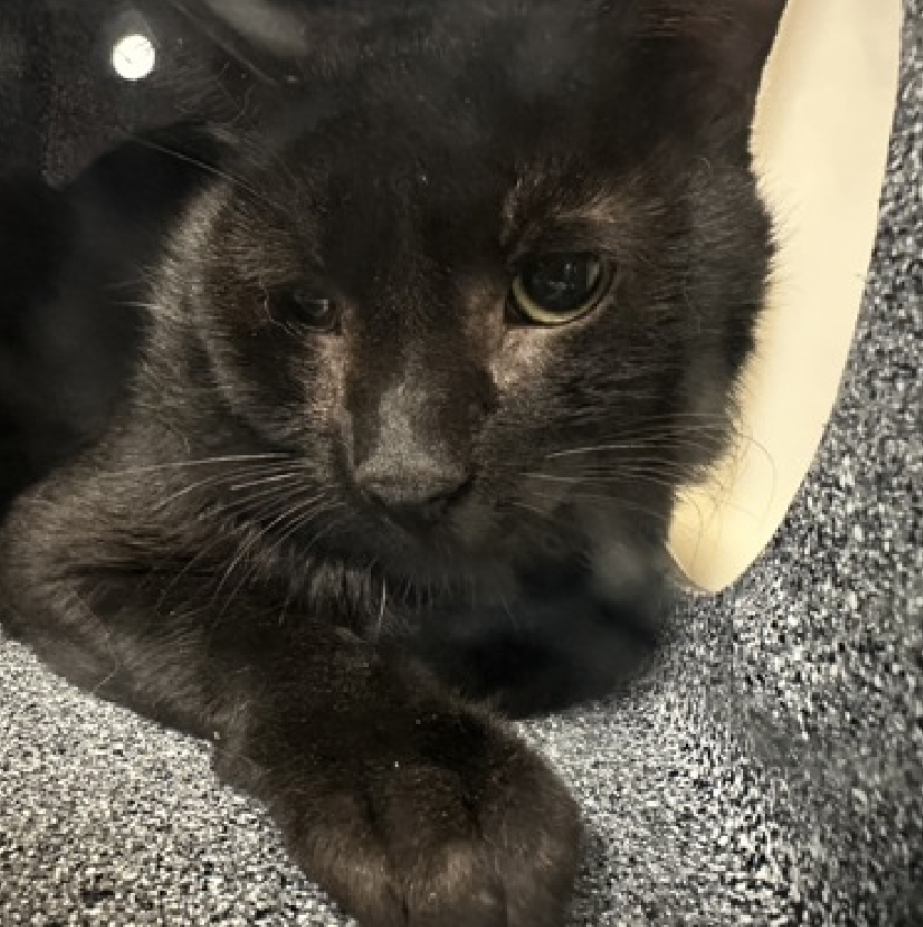 🆘🆘 SEASHELL, 2 YO, MALE – IN MANHATTAN ACC 🆘🆘 - came into the shelter as a stray on 5/6/2024. 😿 😿 😿 😿 TBD 6/6/24🔥🔥🔥

TOO LOW ON PLEDGES💔😿

SEASHELL tolerates attention and petting but appears fearful or stressed in the shelter. He may be a little more independent,