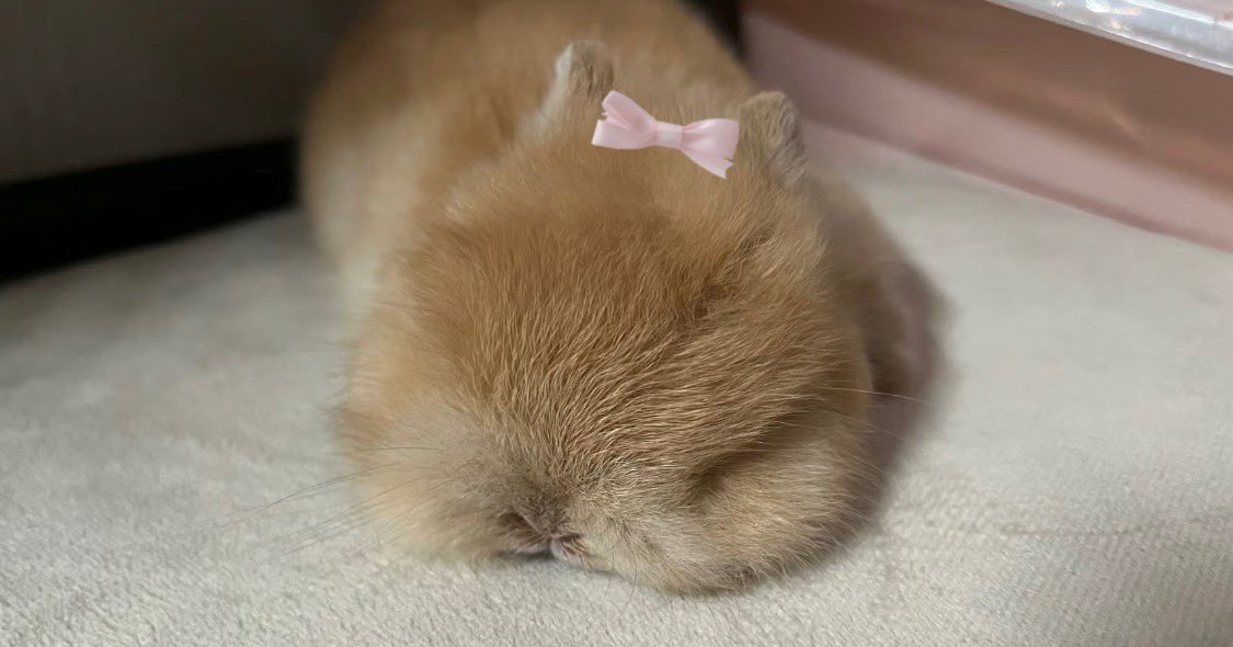 piinkimi_'s tweet photo. eepy https://t.co/5rdD0se7zU