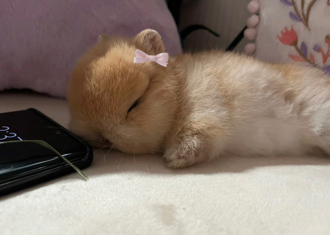 piinkimi_'s tweet photo. eepy https://t.co/5rdD0se7zU