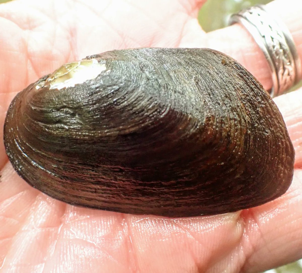 Bankclimber's tweet photo. Our world #riverlove #musselhugger https://t.co/Syo0pIMiYz