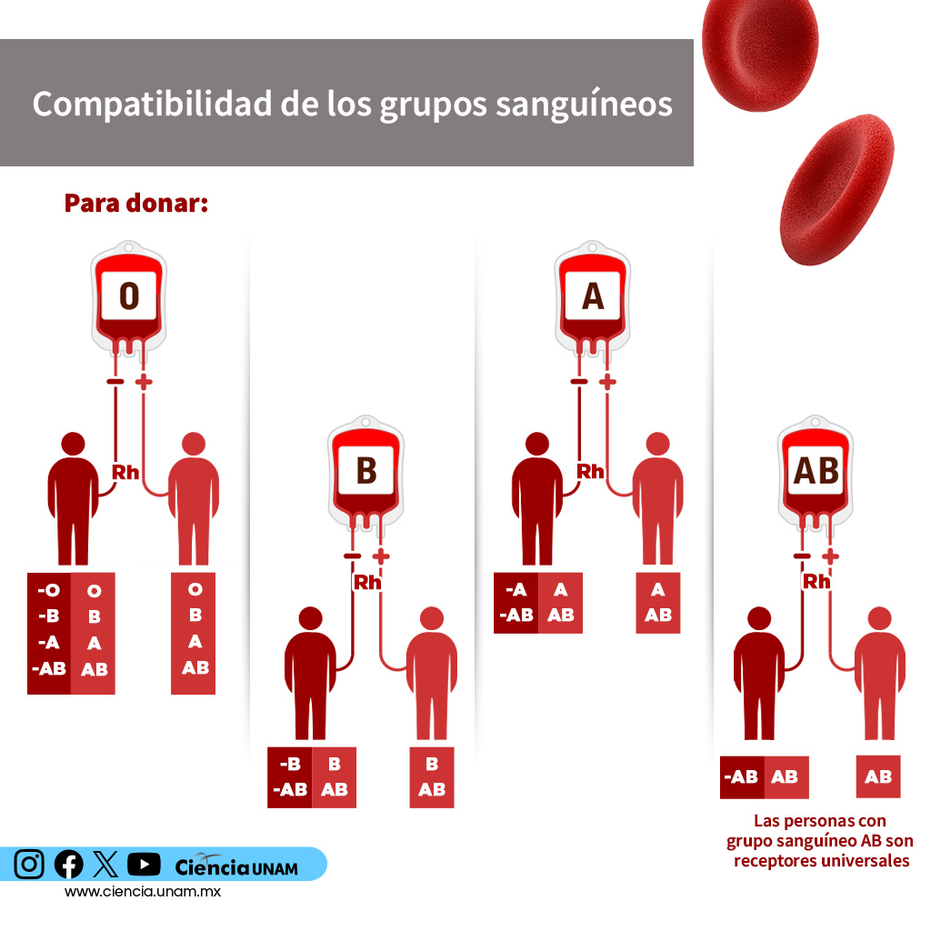 Ciencia_UNAM's tweet photo. #Salud | ¿Alguna vez has #donado sangre? ¿Sabes sobre la importancia de que los sistemas sanguíneos sean compatibles?
En la #sangre incompatible puede haber una destrucción de los glóbulos rojos transfundidos, lo que podría ocasionarnos la muerte: https://t.co/qsvb1TLMf9 https://t.co/3xkx1wyp0v