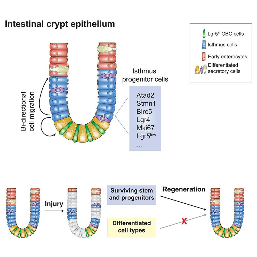 Intestinal_Cell's tweet photo. 🥼 Scientists from @ColumbiaMed study crypt epithelial cells via 🔬 high-resolution single-cell profiling, combined with in vivo lineage tracing. 

✅ They propose an alternative model of intestinal epithelial cell organization. 

Learn more: https://t.co/yDuMhWJvHb https://t.co/c013hciZaq