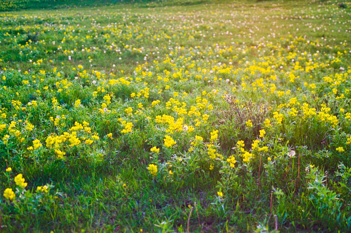Alberta on #portra800