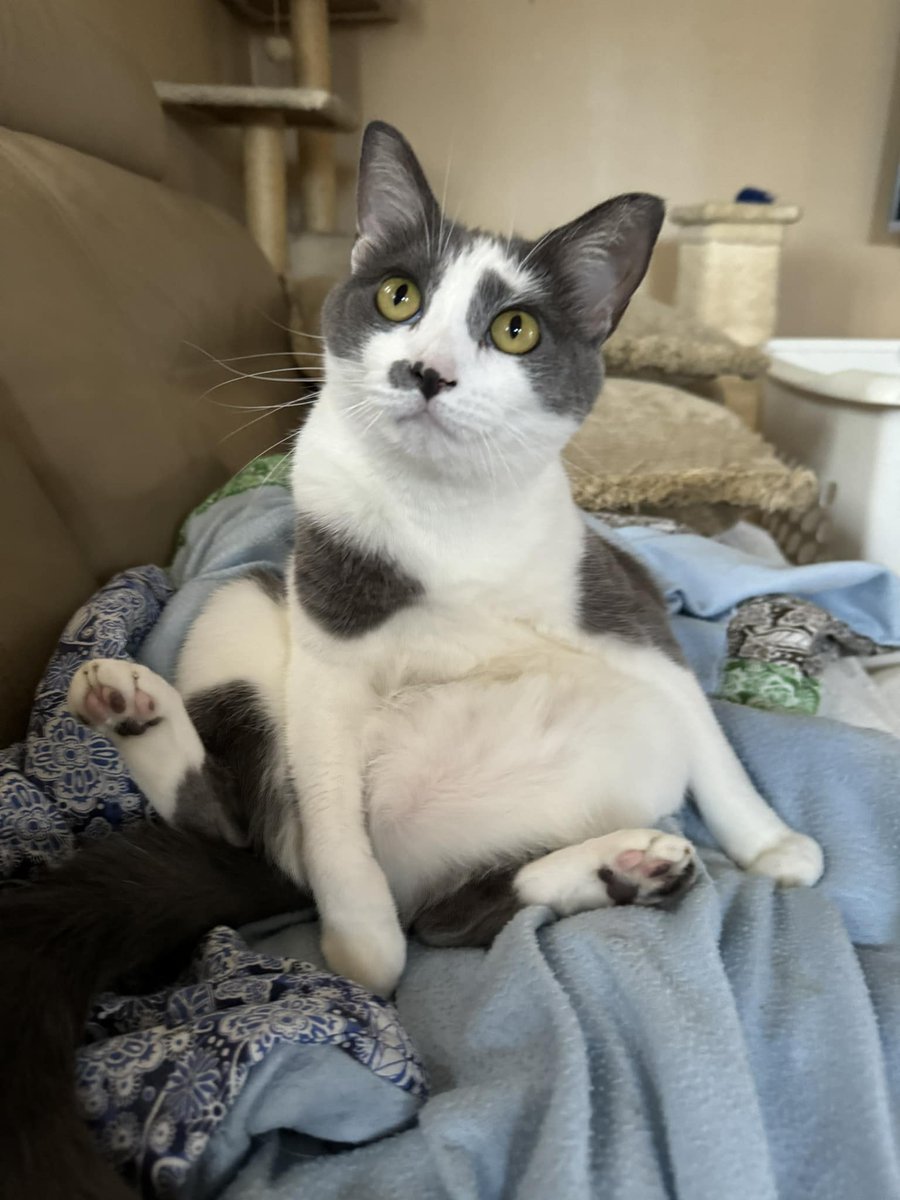 _ViralCats_'s tweet photo. Do not judge the way I sit. I am a queen. 👑🐾
Photo by Laura Hilbert.
#funnycats #CatsLovers #cats #catsfunny #cat #kitty #catqueen #queen #queencat #ViralCats https://t.co/ZOzkKYtNEy
