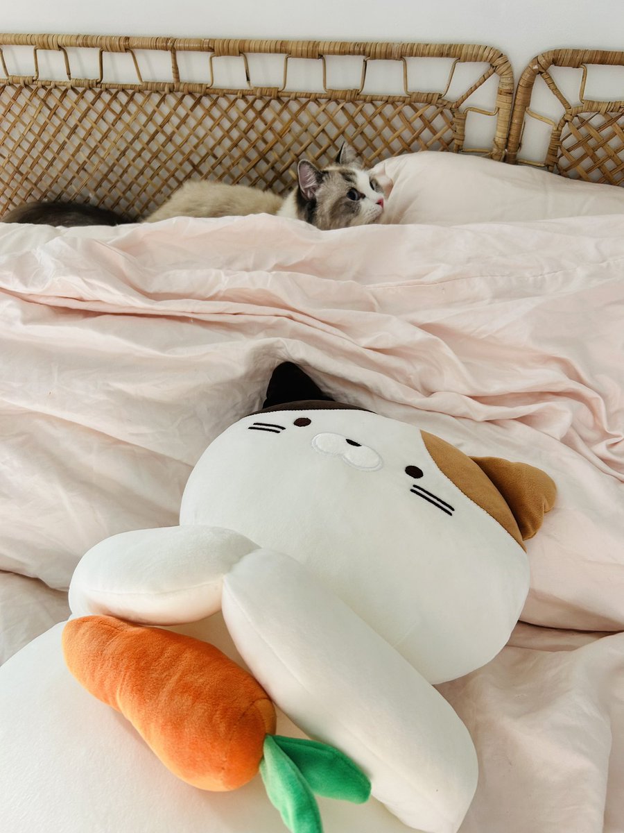 A work in progress, but finally brought the cats over.  Here is Emmie getting familiar in our new home 😁