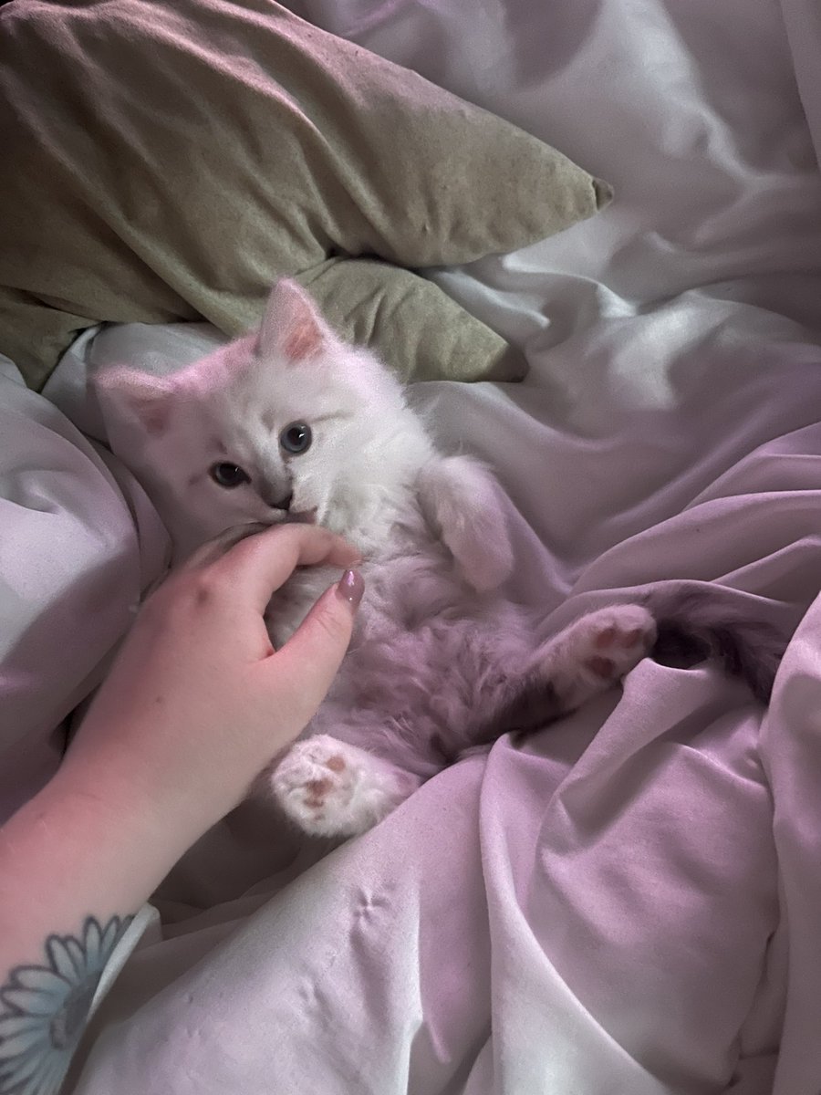 smellslikemeg's tweet photo. Will and I always said by 25 we’d have a baby. Well, it wasn’t a human baby but an absolutely GORGEOUS Persian-Ragdoll kitty named Cyrus. So meet our baby 🥰 https://t.co/YAgXG5AXCP