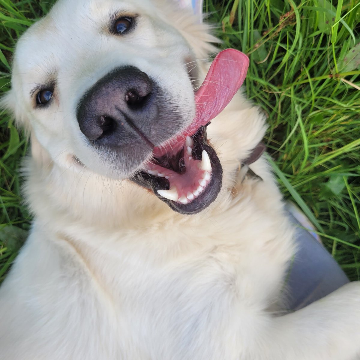 Dolly bear! New favourite game- hide and seek in the long grass! #goldenretriever #boop #puppy #tongueout