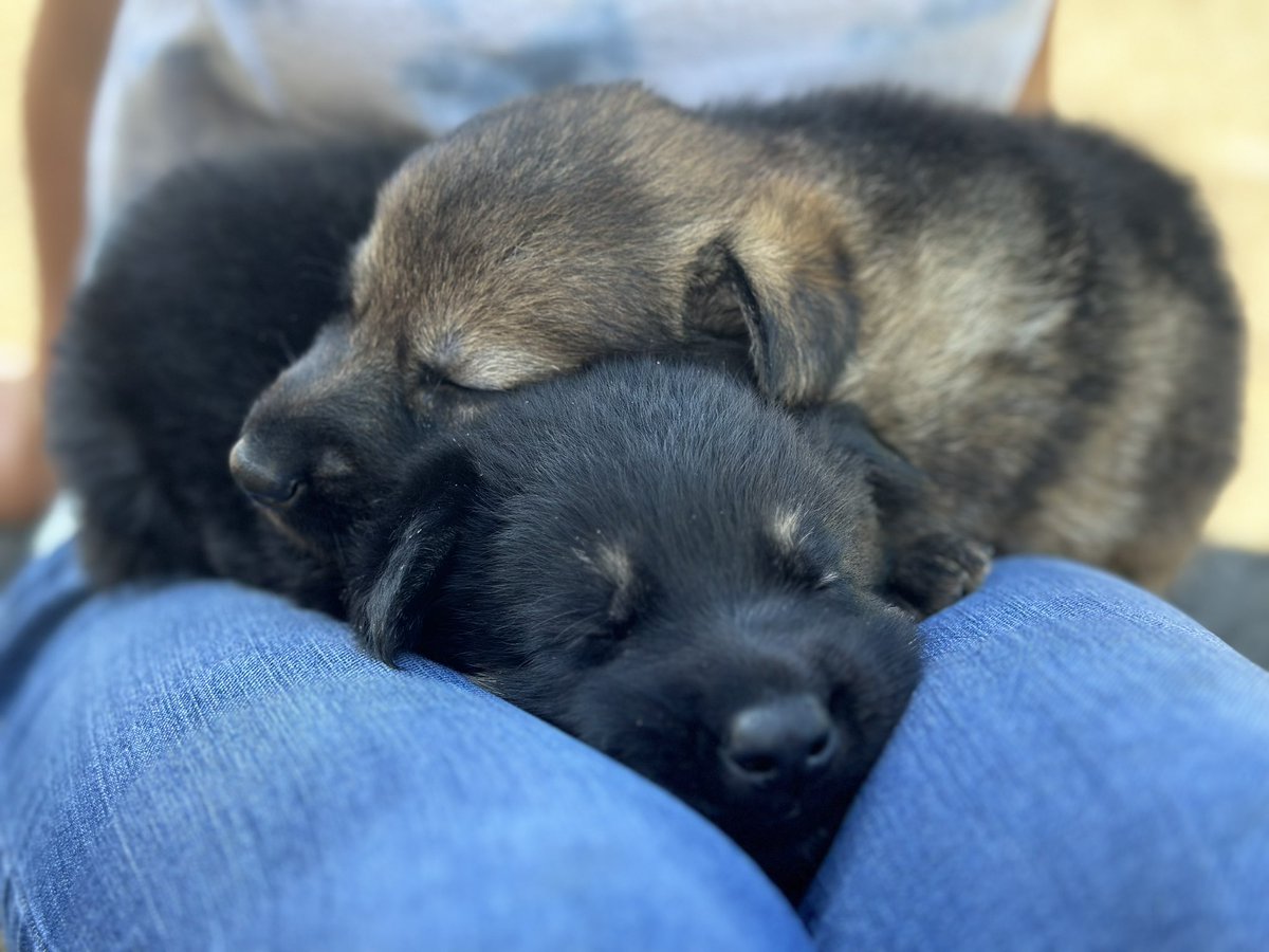 ProDogSales's tweet photo. Introducing our newest generation of personal protection dogs! #germanshepherd #personalprotectiondog #germanshepherds #familyprotection https://t.co/jI26vW1sxE