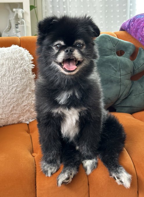 4 pic. Another Celebrity Gemini: Bear my dog! June 10, one day before mine! https://t.co/5nvBNBzIk8