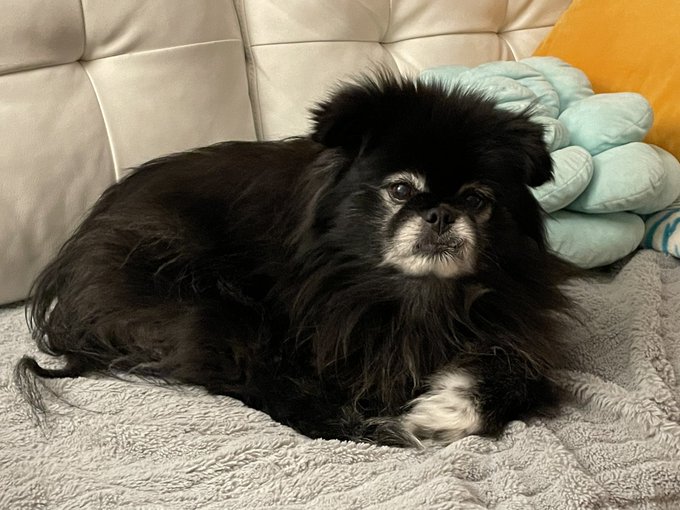 3 pic. Another Celebrity Gemini: Bear my dog! June 10, one day before mine! https://t.co/5nvBNBzIk8