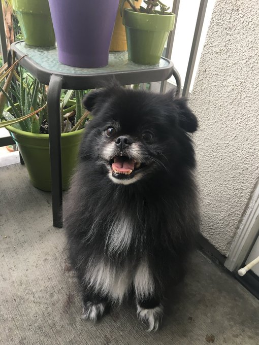 1 pic. Another Celebrity Gemini: Bear my dog! June 10, one day before mine! https://t.co/5nvBNBzIk8