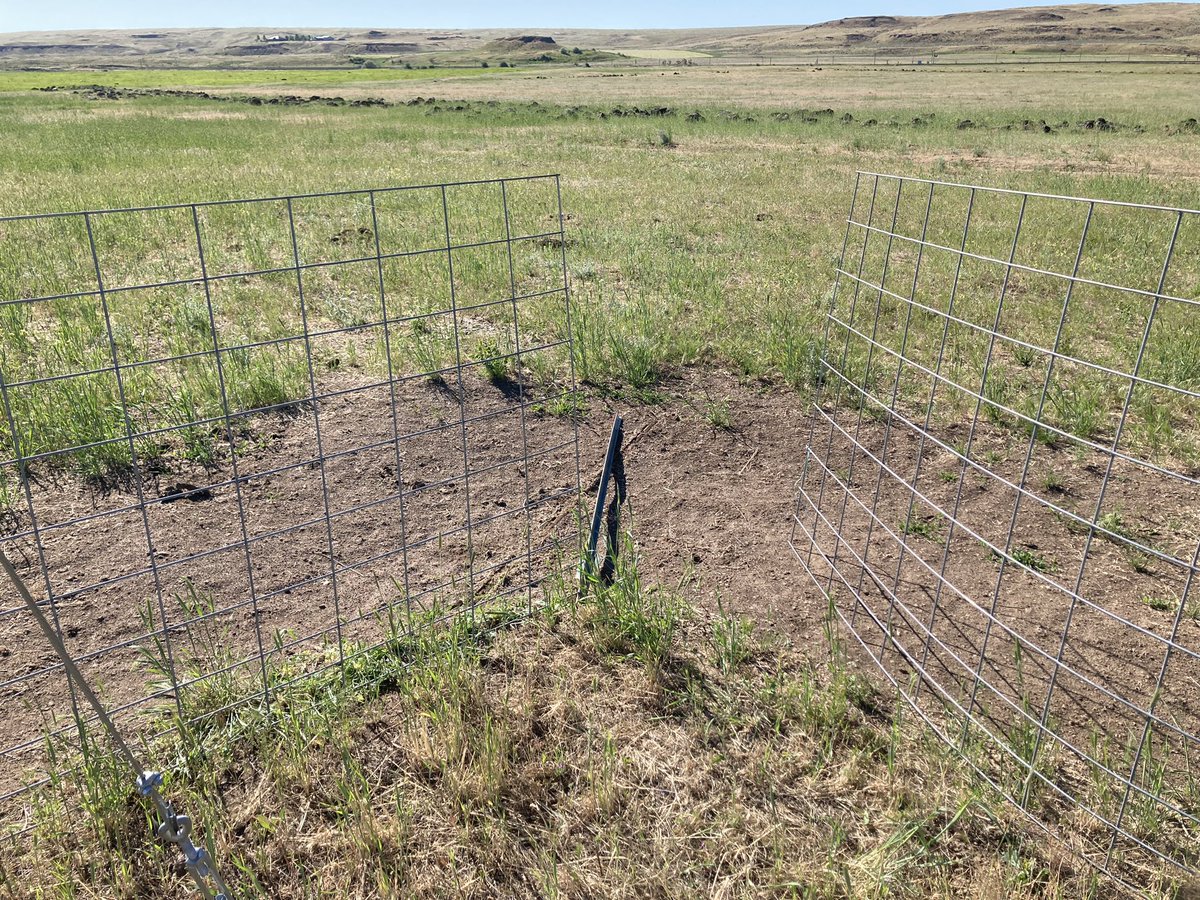 WAMesonet's tweet photo. Some cows broke into the Washtucna #mesonet site and it was an udder #cowtastrophe! #wawx @AgWeatherNet https://t.co/XYyoYKQHEV