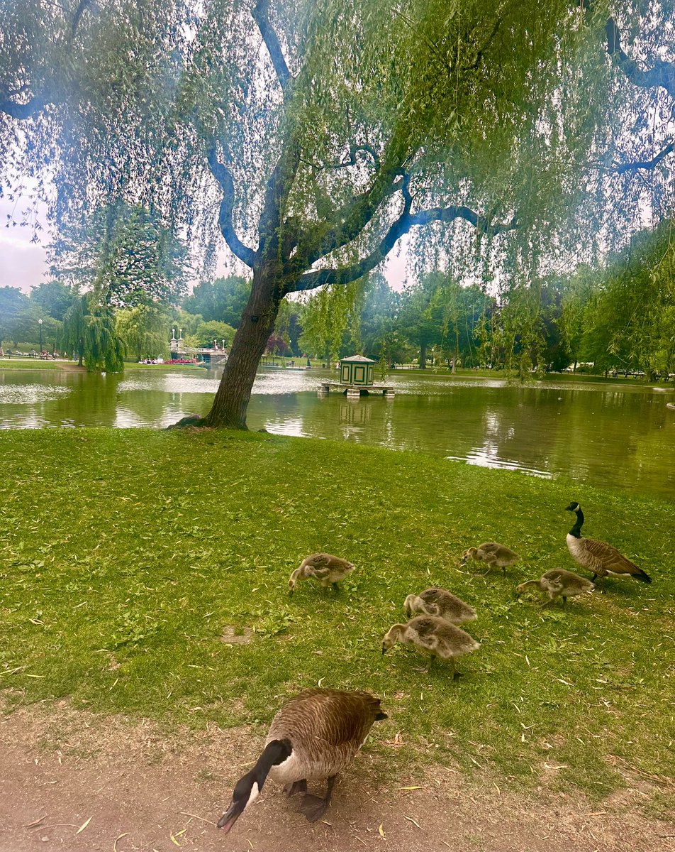 Spotted on the Public Garden, real life Make Way for Ducklings! 🦆🦢Including Mrs. Mallard squawking.