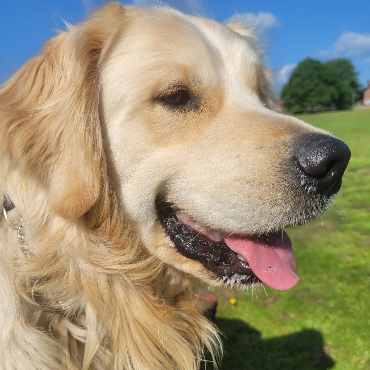 Rosco in the sun surveying his kingdom from his vantage point again! #goldenretrievers #dogs
