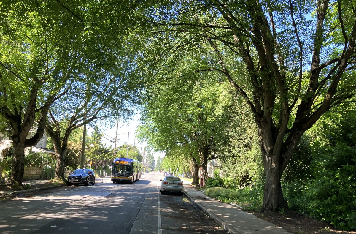 TreesOfSeattle's tweet photo. Love this kissing canopy at 8th and Southern in South Park https://t.co/eCNJFR41XL