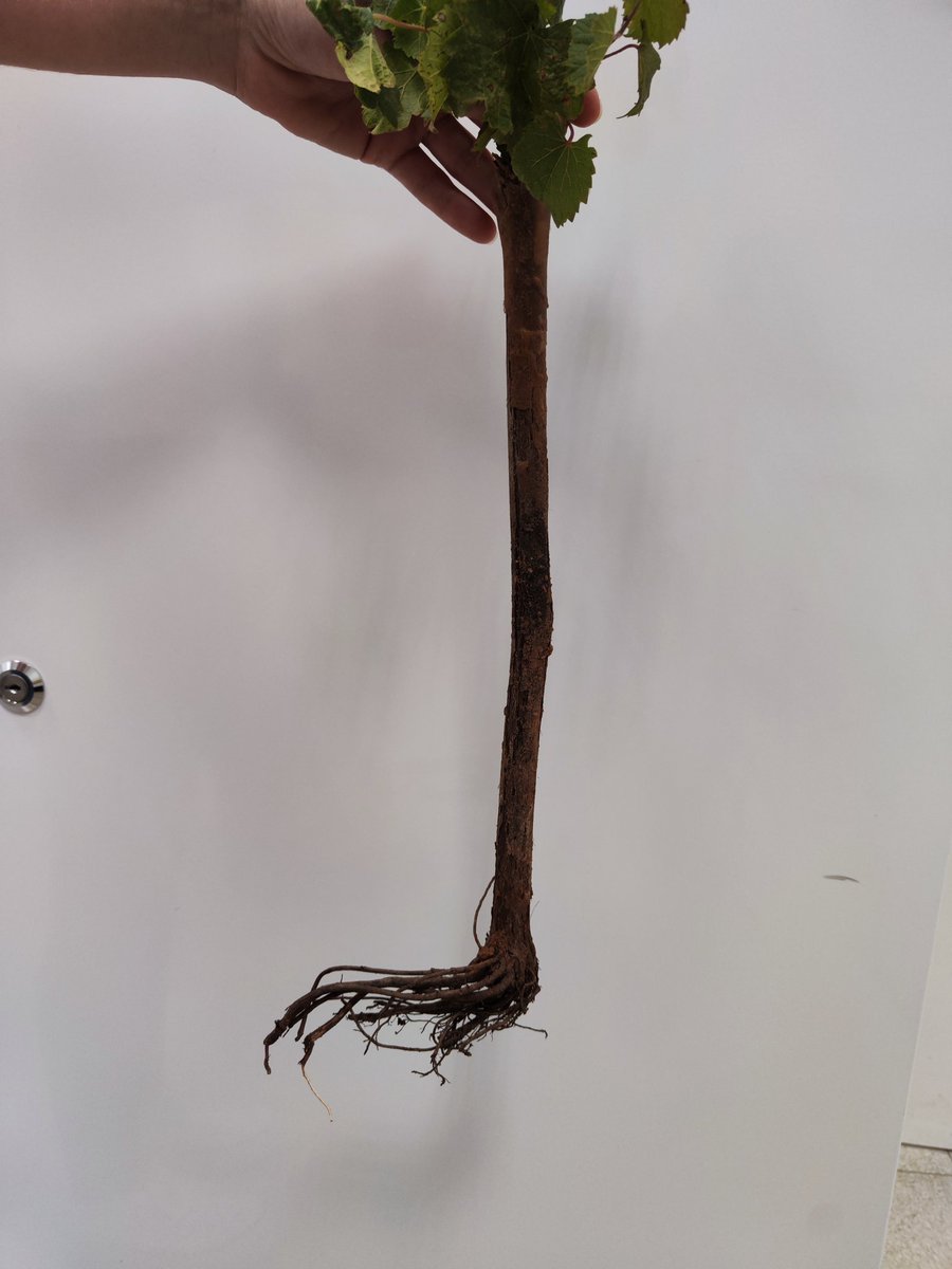 Negro y en botella... #Enfermedad de #Petri, #Vid.