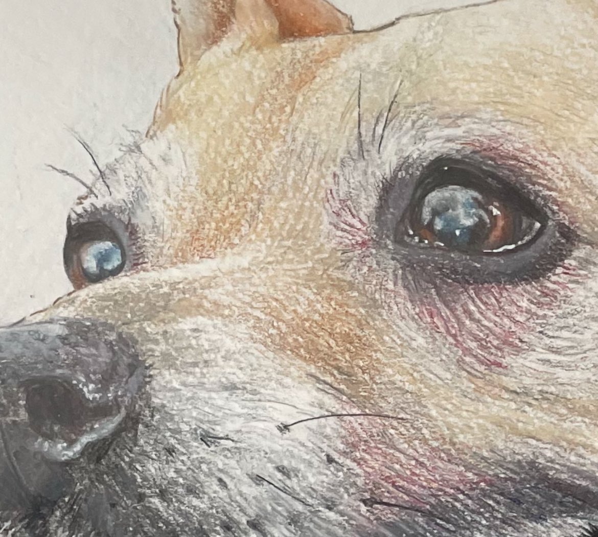 mrsjhh80's tweet photo. Can’t tell you how proud I am of my big girl. 16 years old and drawing pet portraits. She astounds me! #talentedteen #artist #soproud #artistontwittter https://t.co/DWFgA7xISC