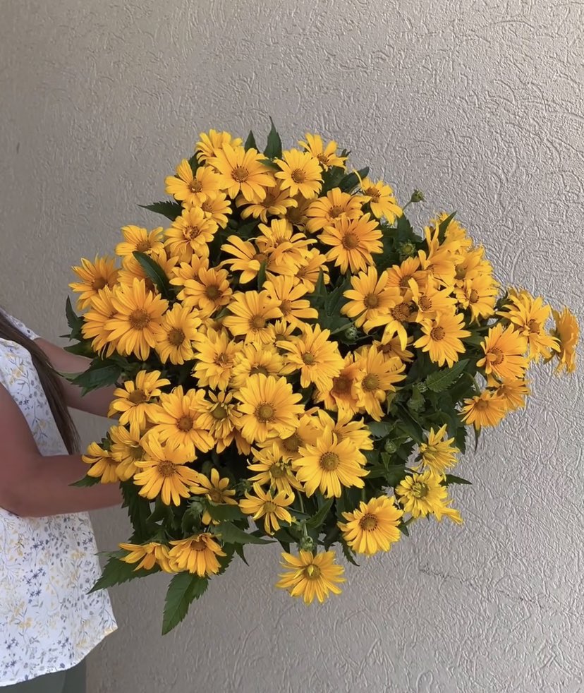 DVFlora tweet media
