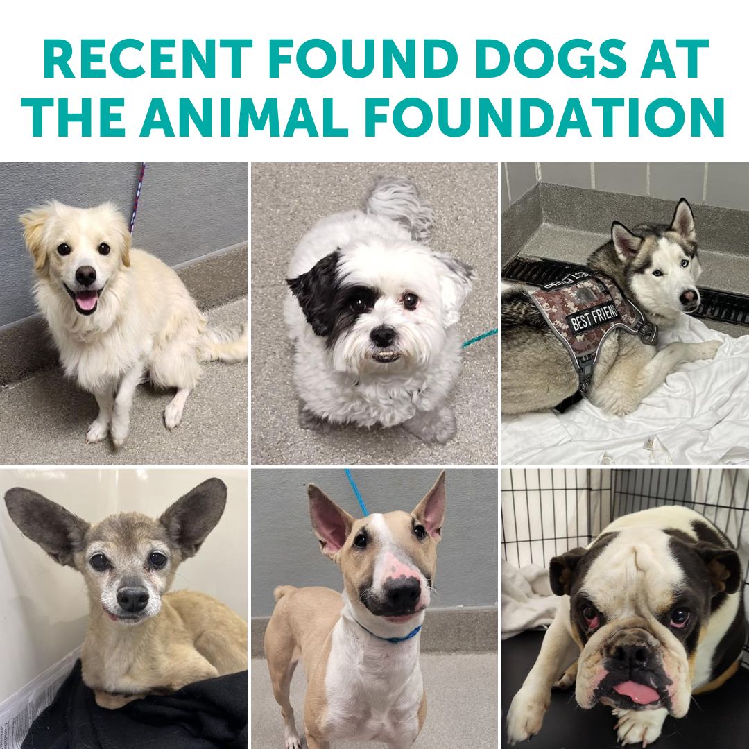 The Animal Foundation tweet media