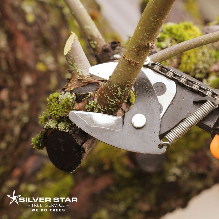 SilverStarTree1's tweet image. Pruning and Trimming!
Now is the time for winter pruning and trimming and to prepare your trees for spring growth. To shape and manage your trees properly, give us a call for a free no-obligation estimate
zcu.io/x2PB
#silverstartreeservice
#vernontreeservice