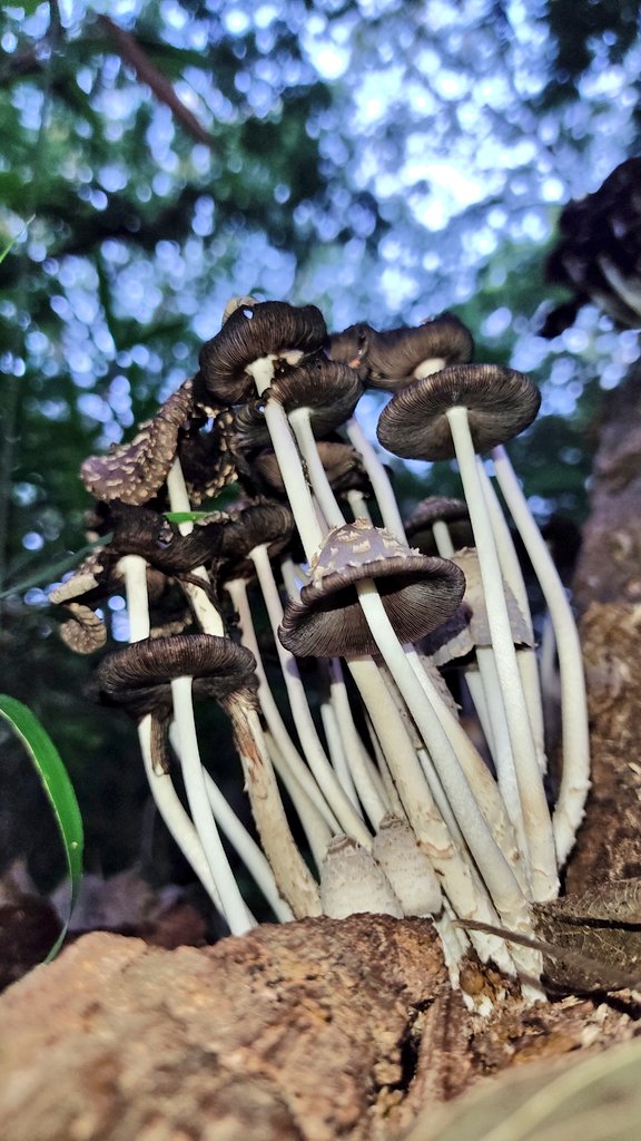 おはようございます🍄