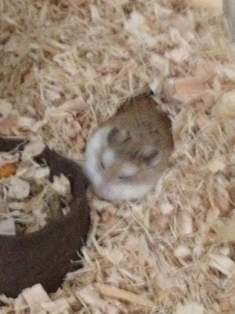 rosemary_frog's tweet photo. @fungicats the first pet i took care of on my own was my dwarf hamster, pluto. even if i was just a kid and he was “just” a hamster, i still went through the necessary time and effort to give him the best life i could. he passed peacefully in his favorite little burrow https://t.co/zn2Jtodyc7