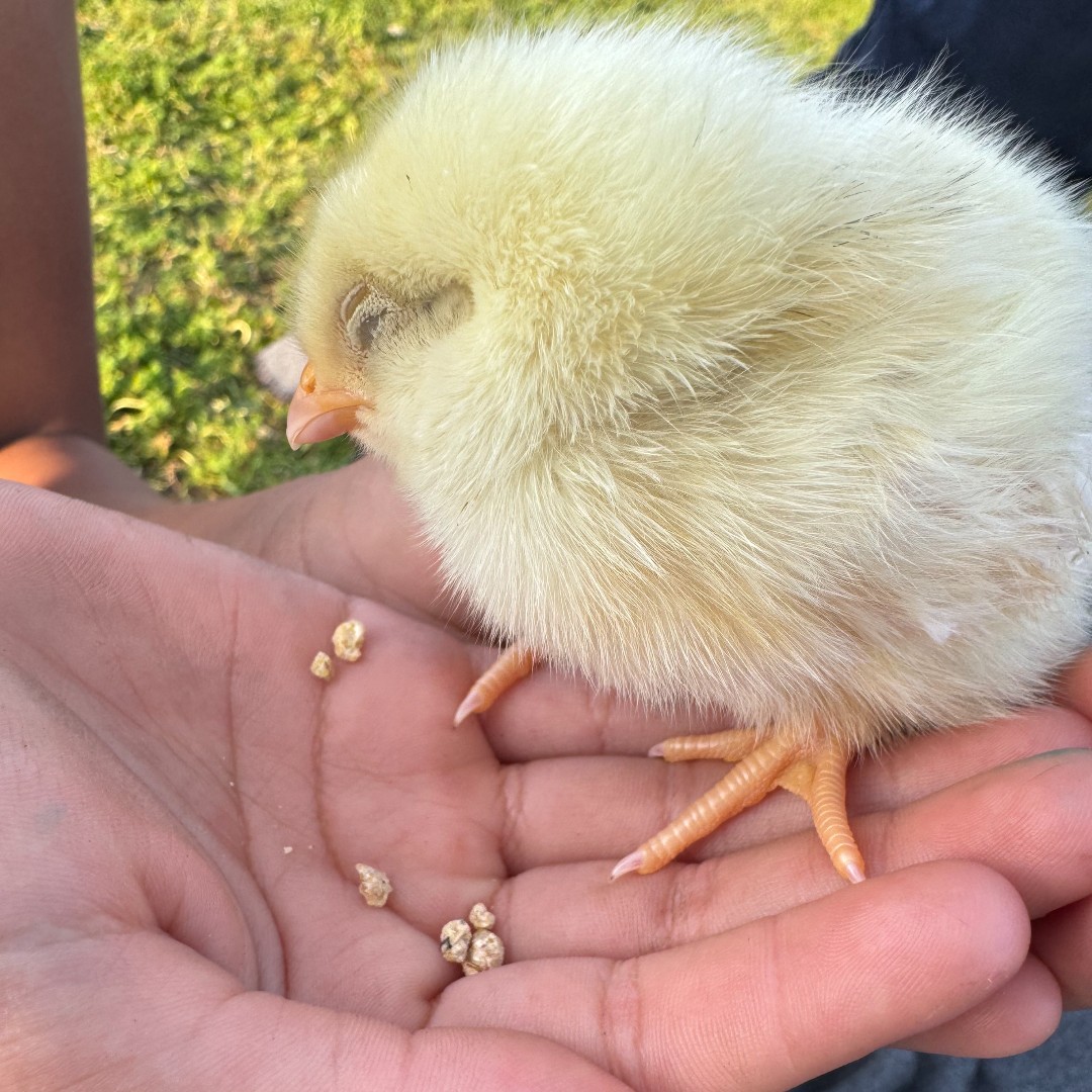 GroundEducation's tweet photo. Which chick expresses your mood today?
1. 🤨 2. 😌 3. 😠 4. 😴 5. 😮💨
.
.
.
#GardenLesson #OutdoorClassroom #SchoolGarden #UrbanGarden #Community #LBUSD #LongBeach #Elementary #Nature #Think #Explore #Connect #Chicks #Mood https://t.co/xYQt4GLSIU