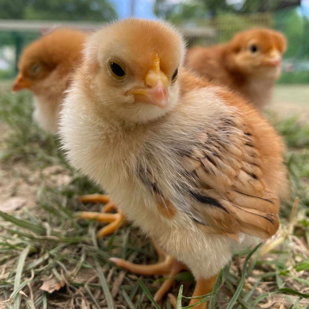 GroundEducation's tweet photo. Which chick expresses your mood today?
1. 🤨 2. 😌 3. 😠 4. 😴 5. 😮💨
.
.
.
#GardenLesson #OutdoorClassroom #SchoolGarden #UrbanGarden #Community #LBUSD #LongBeach #Elementary #Nature #Think #Explore #Connect #Chicks #Mood https://t.co/xYQt4GLSIU