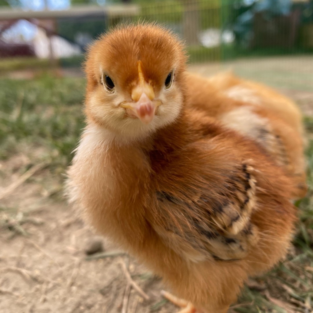 GroundEducation's tweet photo. Which chick expresses your mood today?
1. 🤨 2. 😌 3. 😠 4. 😴 5. 😮💨
.
.
.
#GardenLesson #OutdoorClassroom #SchoolGarden #UrbanGarden #Community #LBUSD #LongBeach #Elementary #Nature #Think #Explore #Connect #Chicks #Mood https://t.co/xYQt4GLSIU